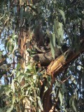 A koala in the wild