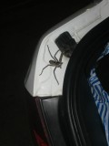 Jumped out of the car!