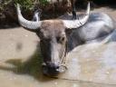 Waterbuffel