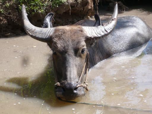 Waterbuffel