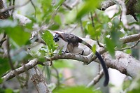 Een roodnek tamarin aapje in de tuin