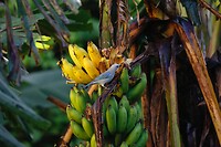 Een blue gray tanager snoept van de bananen