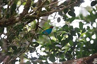 Een Bay headed tanager