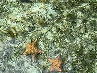 Zeesterren in zee
