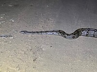Een boa op het zandpad op weg naar het restaurant