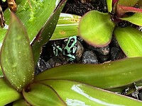 De mintgroen met zwarte kikker in de tuin van ons hotel