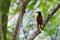 De prachtige montezuma oropendola tijdens wandeling langs Bluff Beach