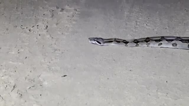 Boa op het zandpad op weg naar het restaurant