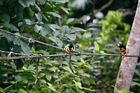 Aracari's