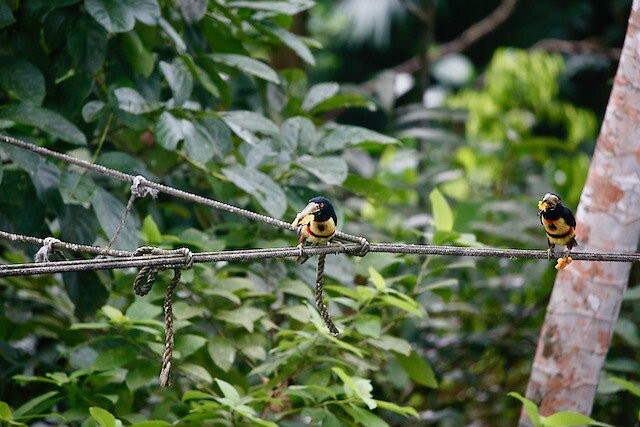 Aracari's