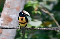 Aracari