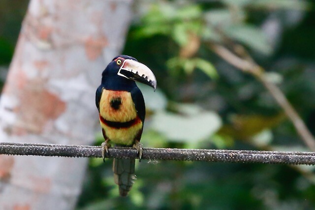 Aracari