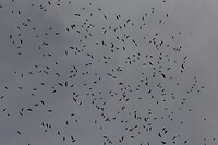 Migratie roofvogels