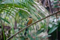 Motmot