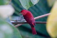 Rood vogeltje