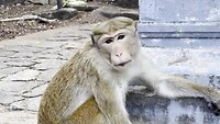 Aapje bij grottentempel Dambulla