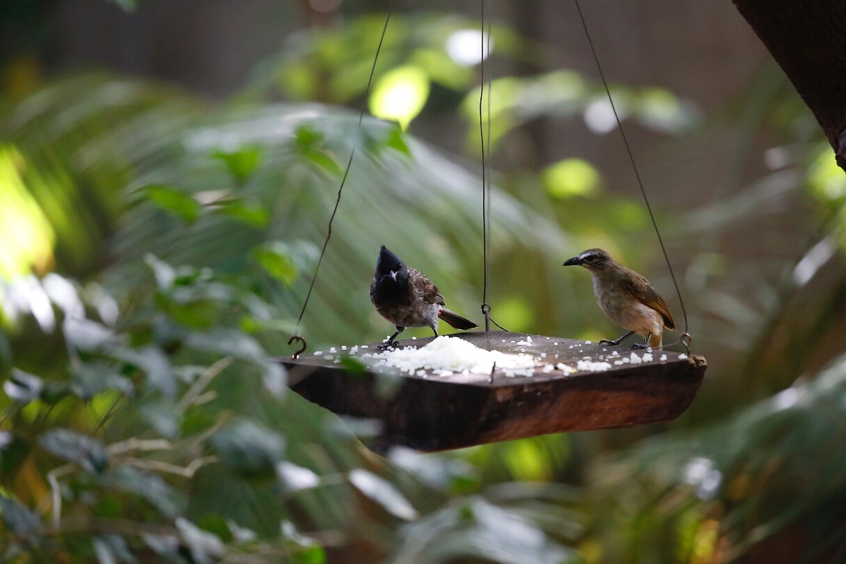 Vogeltjes op voederfafel
