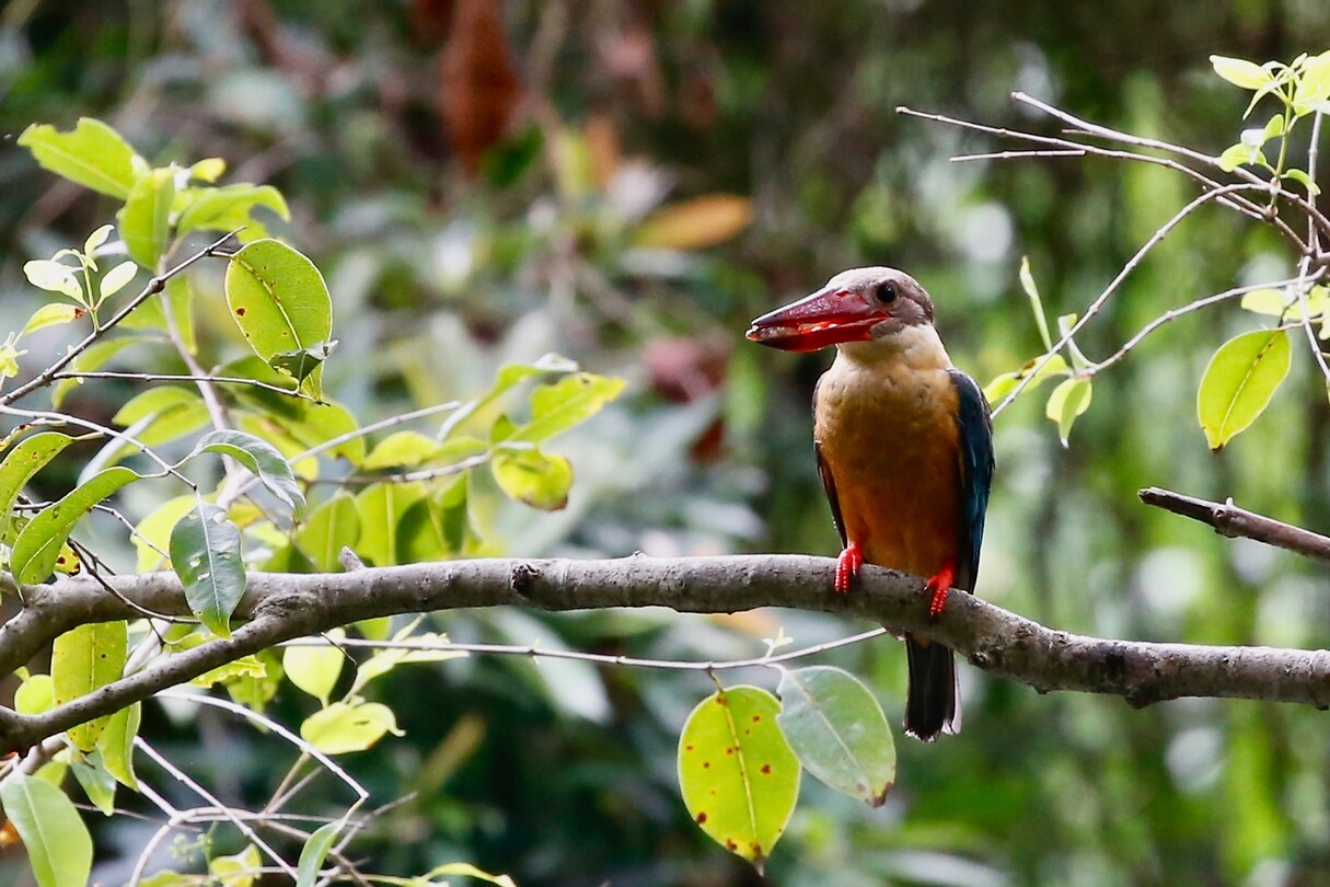 IJsvogel in Negombo