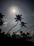 Palmbomen bij maanlicht II