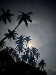 Palmbomen in het maanlicht