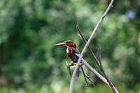 Smaragd ijsvogel