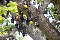 Vleermuizen in de boom