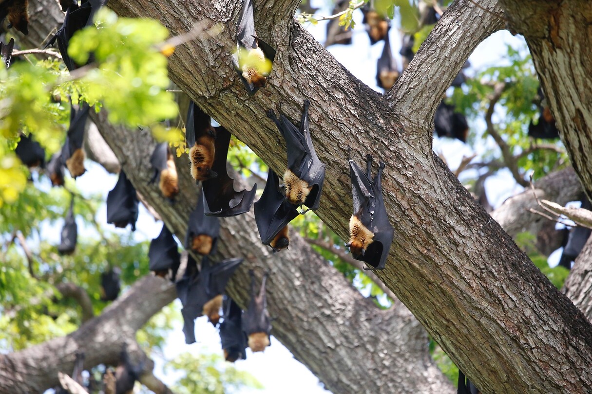 Vleermuizen in de boom