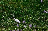 Reiger in het meer