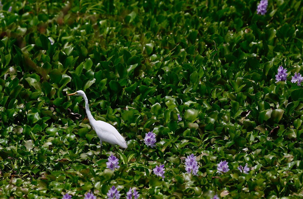 Reiger in het meer