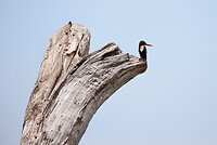 IJsvogel