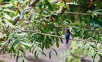 IJsvogel