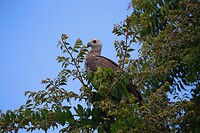 Roofvogel