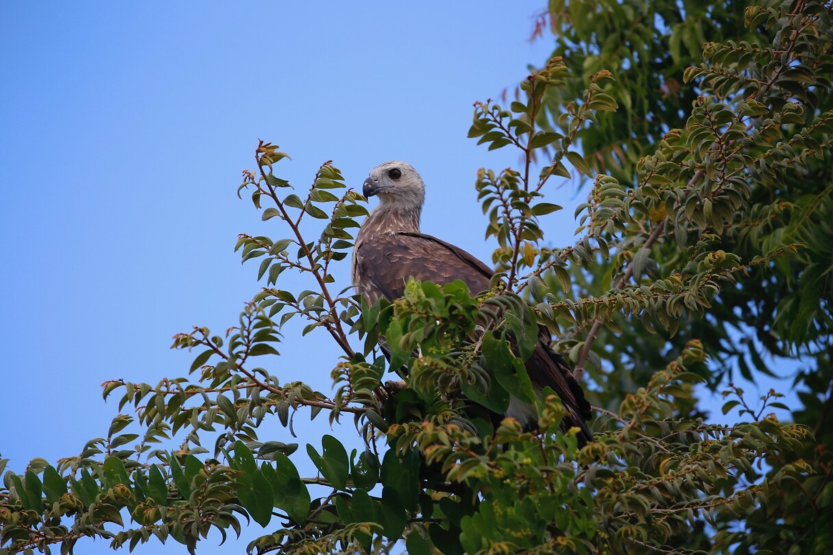Roofvogel