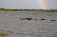 Buffels in het meer