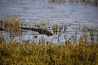 Krokodil in het meer