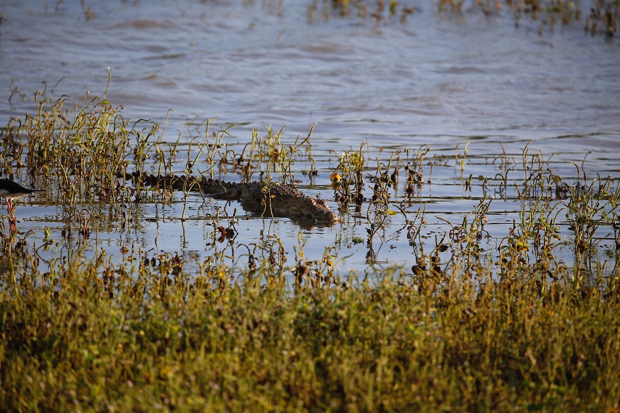 Krokodil in het meer