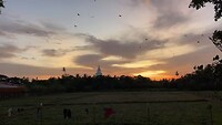 Vleermuizen bij zonsondergang