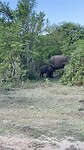 Moeder olifant met jongen
