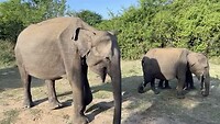 Moeder olifant met jongen