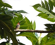Vogel