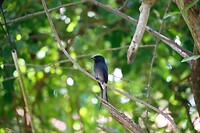 Vogel