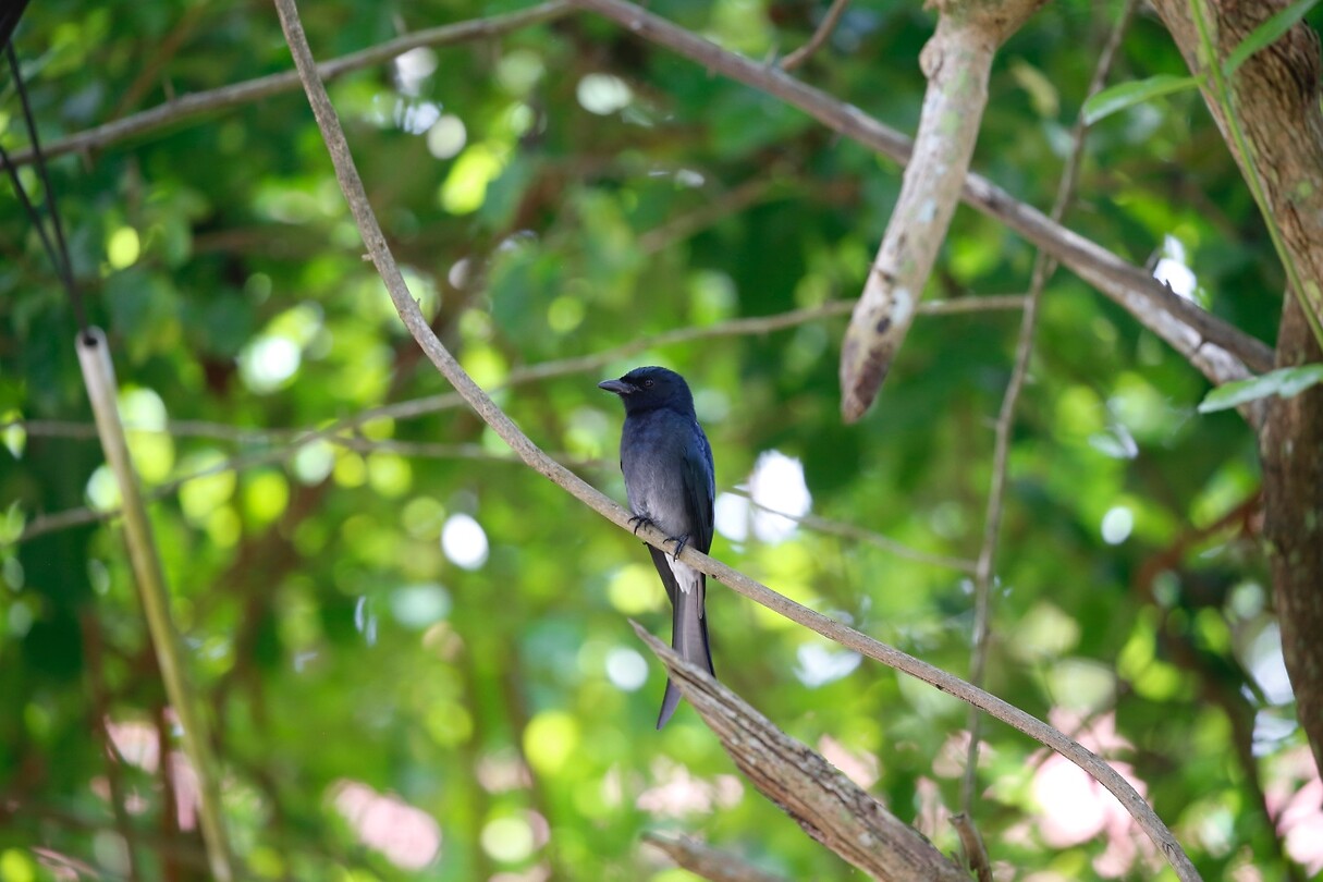 Vogel
