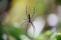 Spin in het web