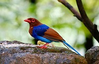 De bleu magpie
