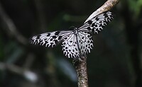 Prachtige zwart witte vlinder