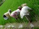 Ubud