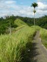 Ubud