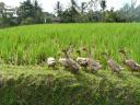 Ubud