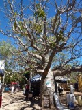 Broome
