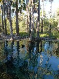 Bitter Springs